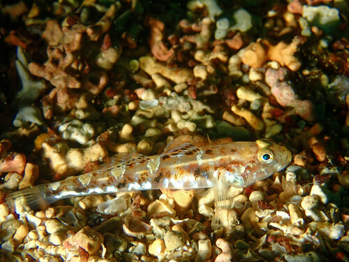 Kleurige grondel (Pomatoschistus pictus) — Gobiidae