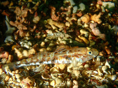 Pomatoschistus pictus