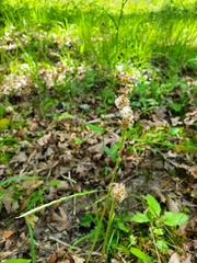 Antennaria plantaginifolia