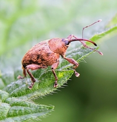 Curculio glandium