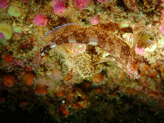 Tripterygion delaisi