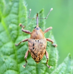 Curculio glandium