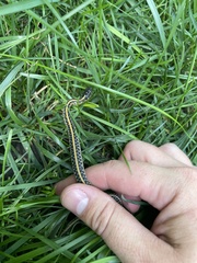 Thamnophis radix