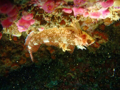 Tripterygion delaisi