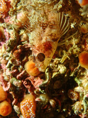 Tripterygion delaisi