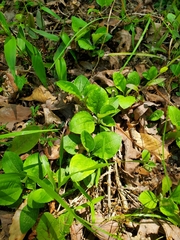 Antennaria plantaginifolia