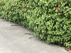 Sceloporus occidentalis