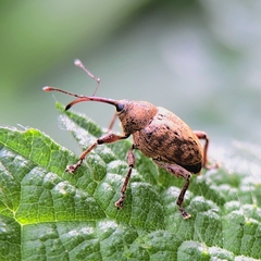 Curculio glandium