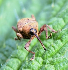 Curculio glandium