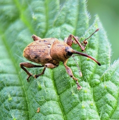 Curculio glandium