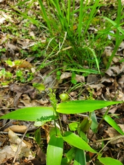 Dichanthelium boscii
