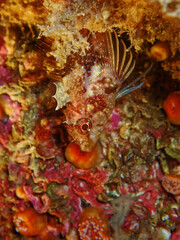 Tripterygion delaisi