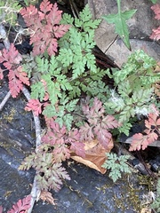 Geranium robertianum