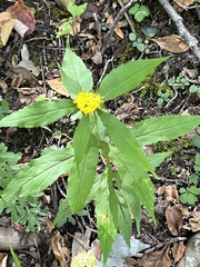 Solidago curtisii