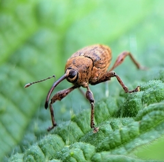 Curculio glandium