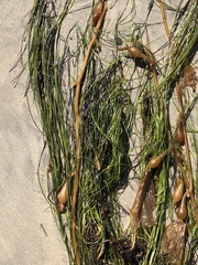 Phyllospadix torreyi