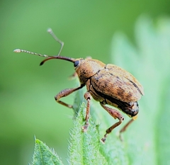 Curculio glandium