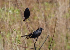 Molothrus rufoaxillaris