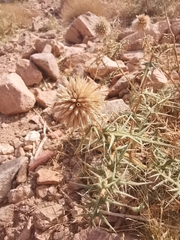 Echinops spinosissimus