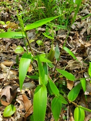 Dichanthelium boscii