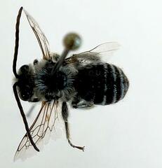 Melissodes druriellus