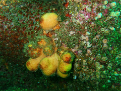 Alcyonium digitatum