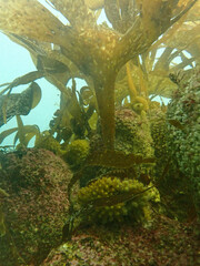 Saccorhiza polyschides