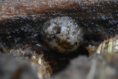 Onchidoris bilamellata