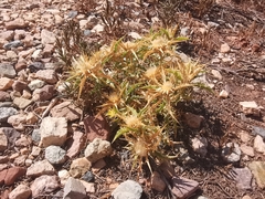Carlina brachylepis