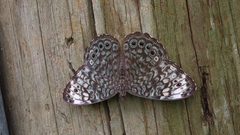 Hamadryas