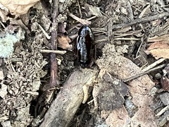 Parcoblatta pennsylvanica