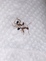 Aphaenogaster smithi