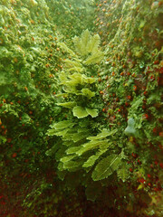 Gymnangium montagui