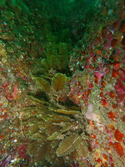 Gymnangium montagui