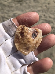 Ostreidae
