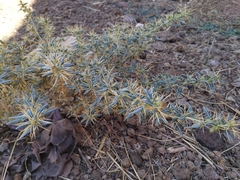 Salsoloideae