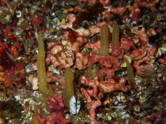 Phymatolithon calcareum