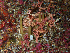 Ciocalypta penicillus