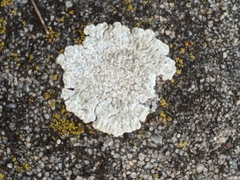 Protoparmeliopsis muralis