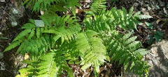 Pteris