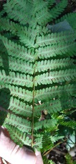 Pteris