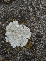 Protoparmeliopsis muralis