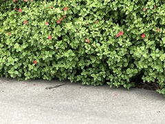Sceloporus occidentalis