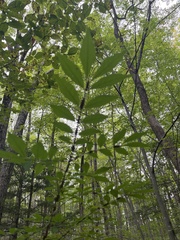 Toxicodendron vernix