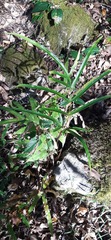 Pteris cretica