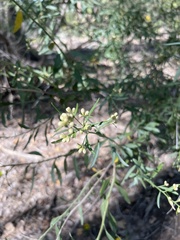 Lepidium montanum