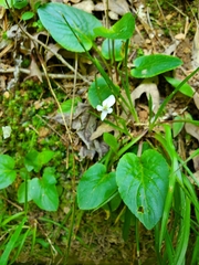 Viola primulifolia