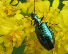 Lebia viridis