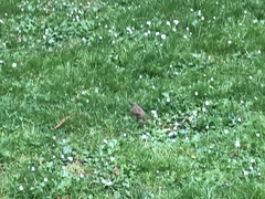 Prunella modularis occidentalis