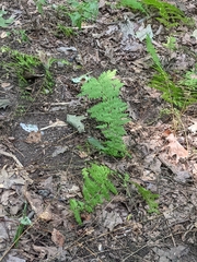 Dennstaedtia punctilobula